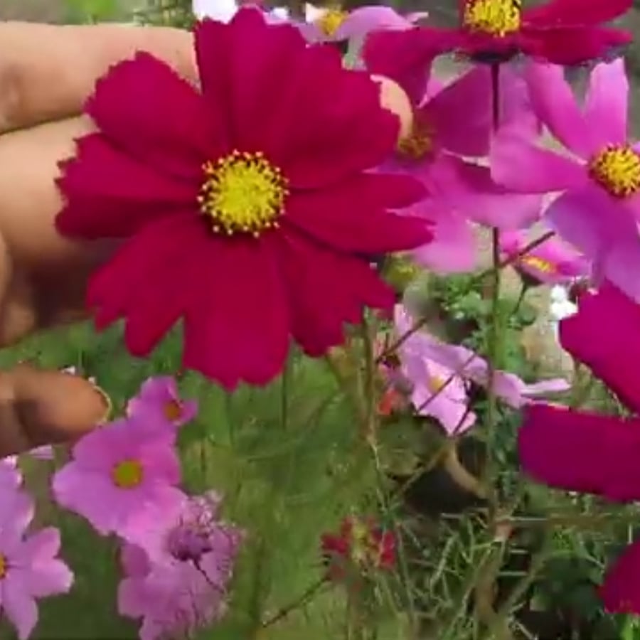 Cosmos bipinnatus flower seeds