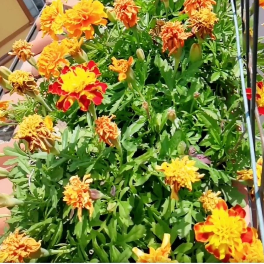 بذور زهرة المخملية المنفتحة  Tagetes patula