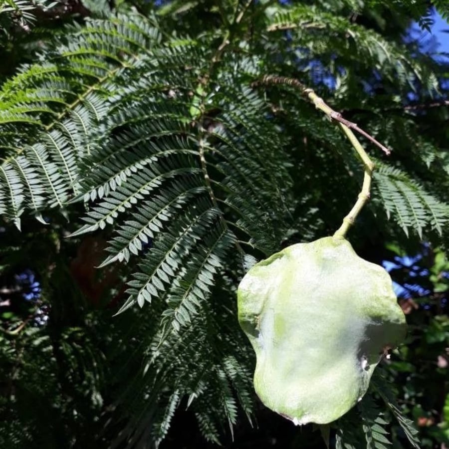 بذور جكرندا ميموزية الأوراق acaranda mimosifolia