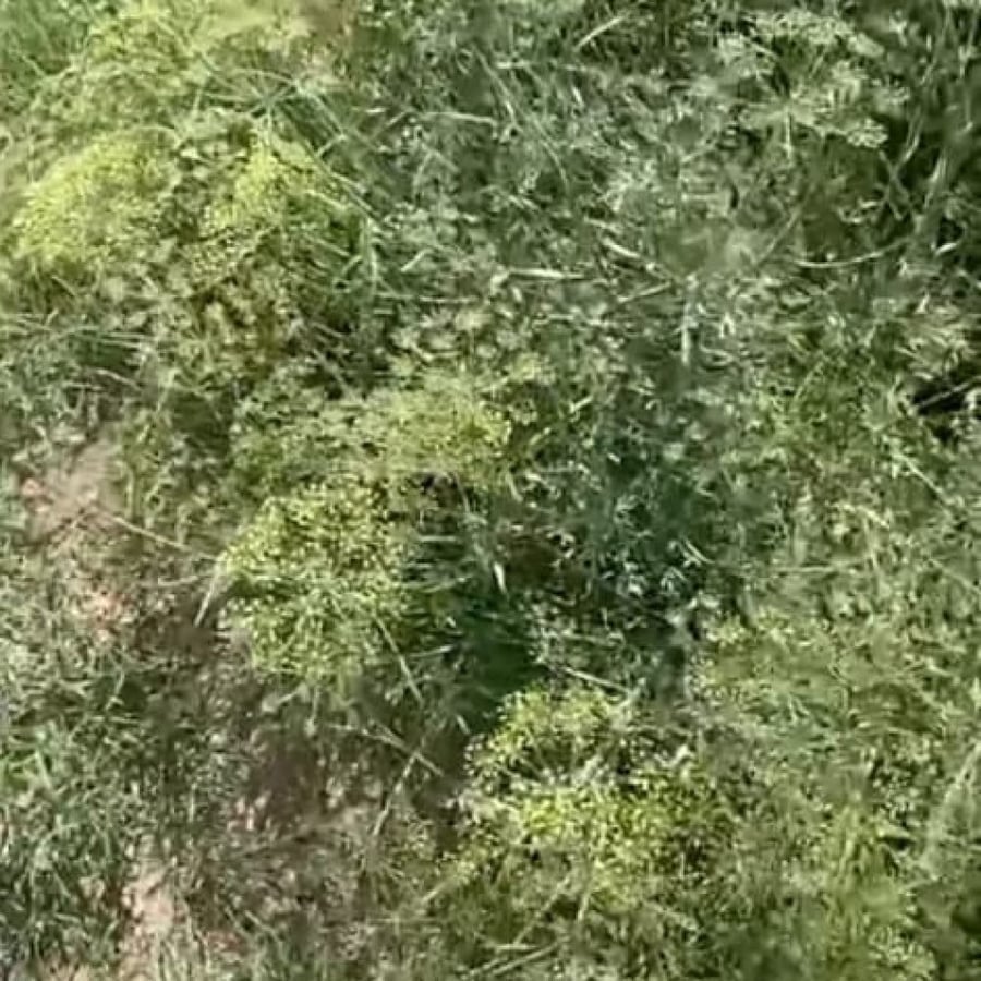 بذور عشبة الخزا البرية ducrosia anethifolia