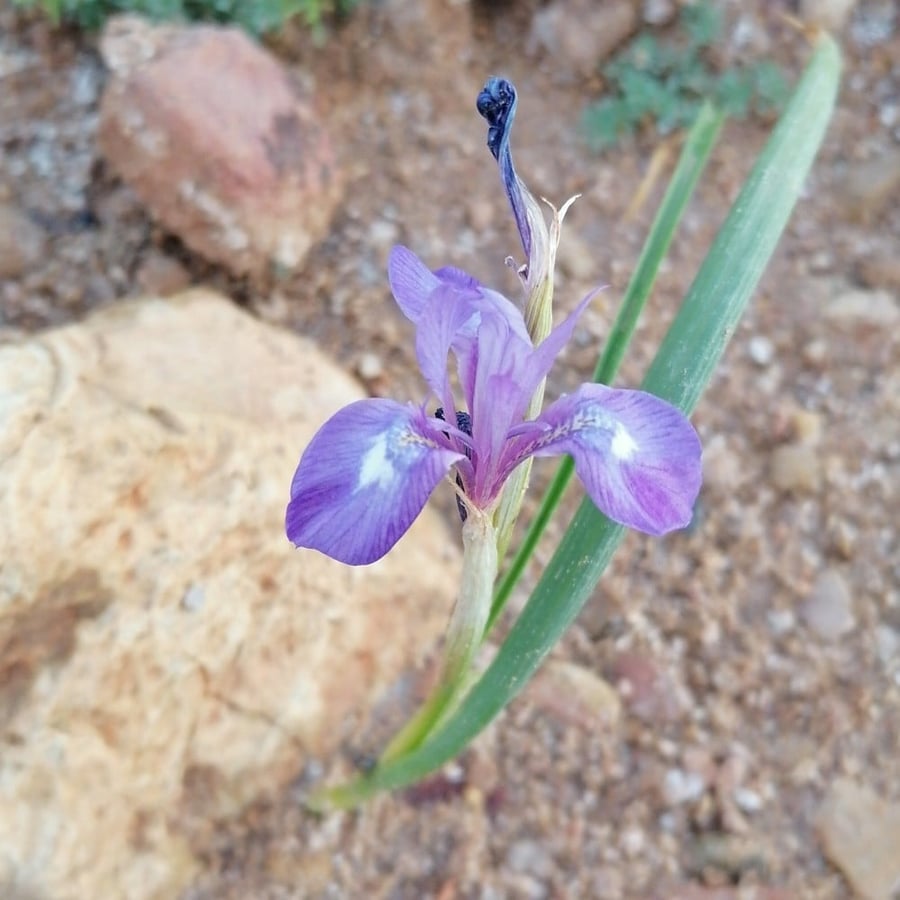 بذور نبات عشبة عنصل السوسن البري Drimia