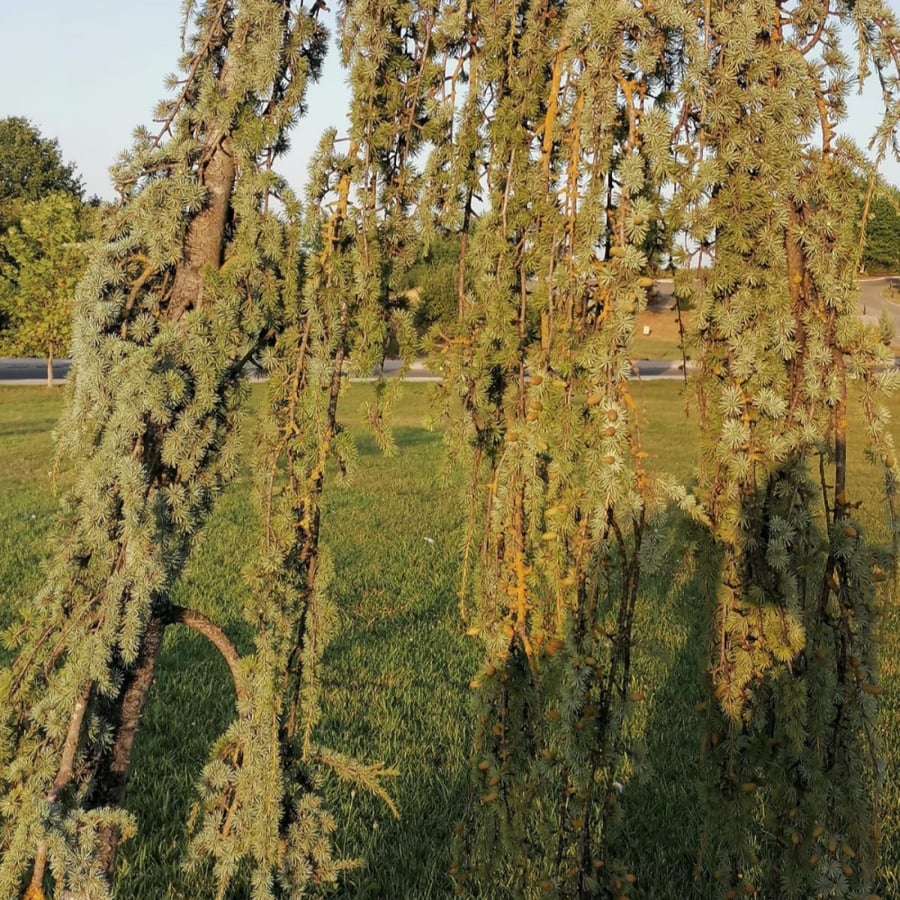 Cedrus Lebanese cedar tree seeds