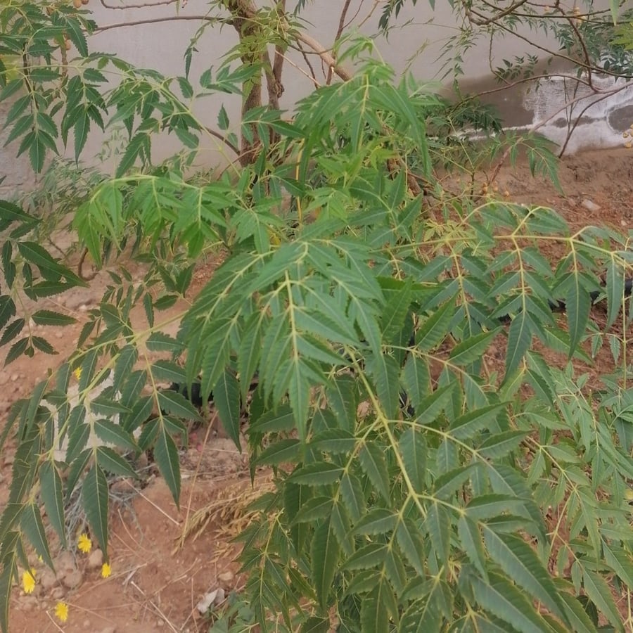 بذور شجرة الزنزلخت melia azedarach