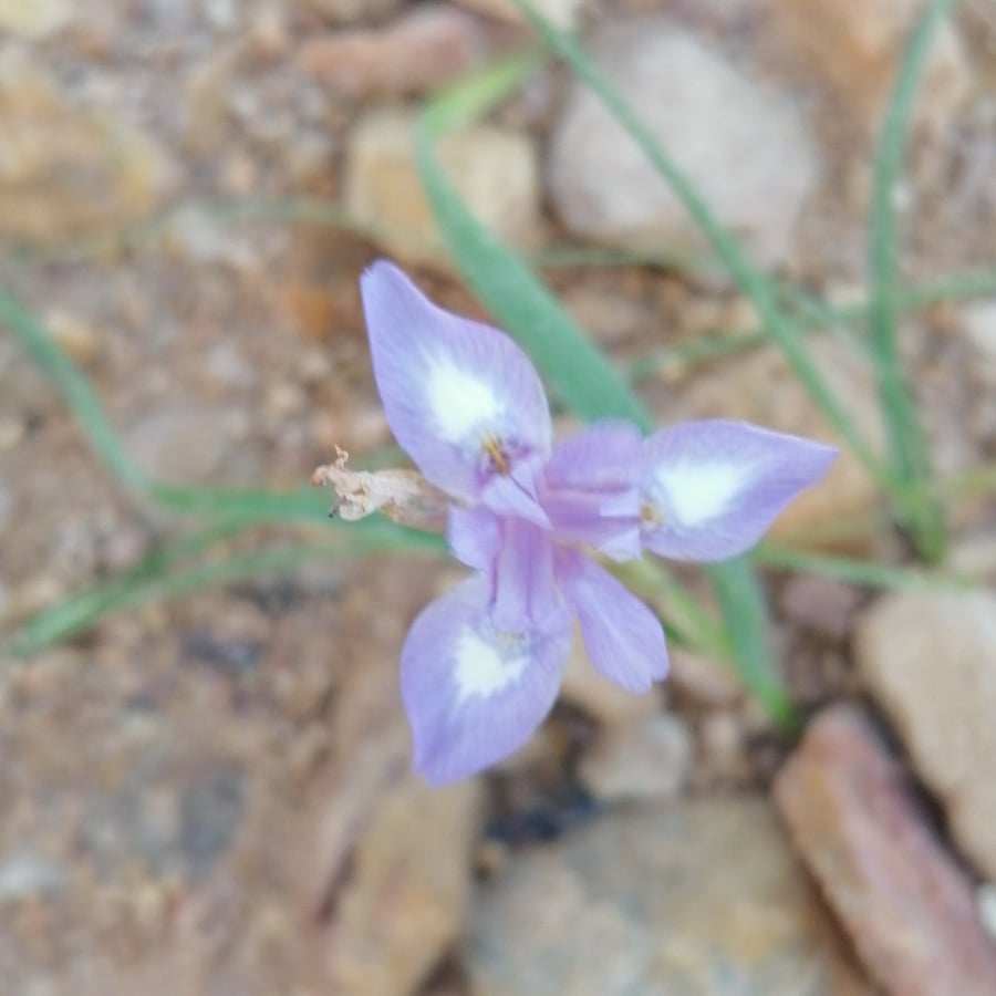 بذور نبات  عشبة عنصل السوسن البري Drimia