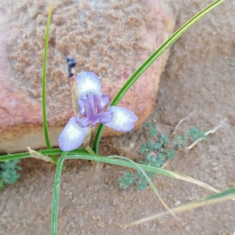 بذور نبات  عشبة عنصل السوسن البري Drimia