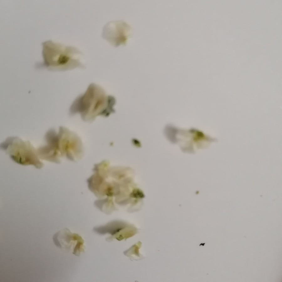بذور شجرة الرمث البريHaloxylon salicornicu