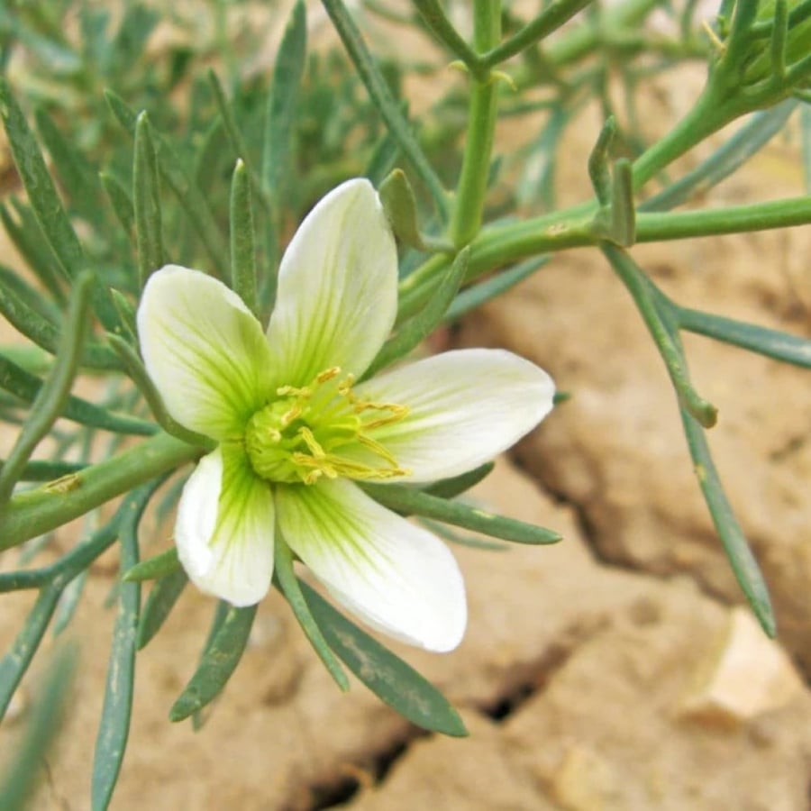 بذور نبات عشبة الحرمل Peganum