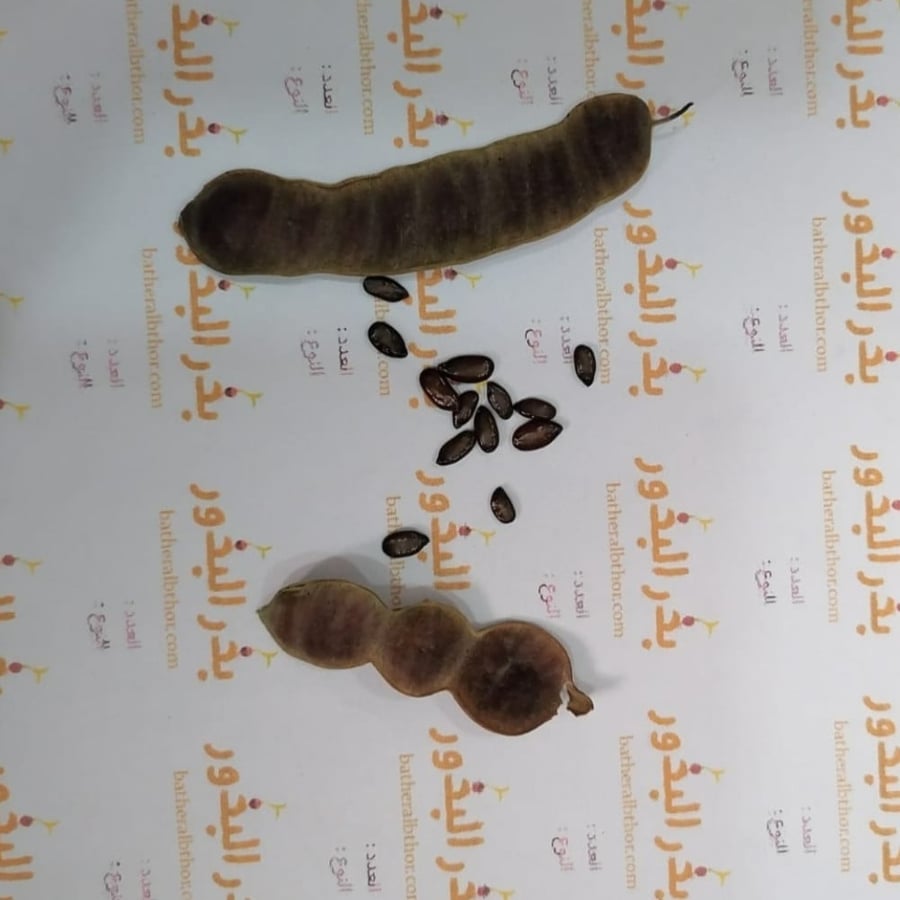 بذور كاسيا جلوكا ( Cassia glauca )
