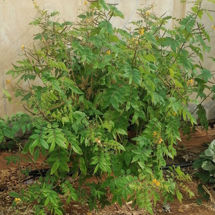 بذور شجرة كاسيا أوكدنتاليس senna, occidentalis