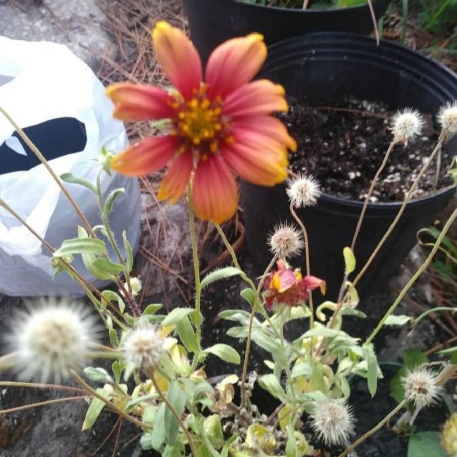 بذور شجرة زهرة جيلارديا ( العنبر الكشميري ) Gaillardia