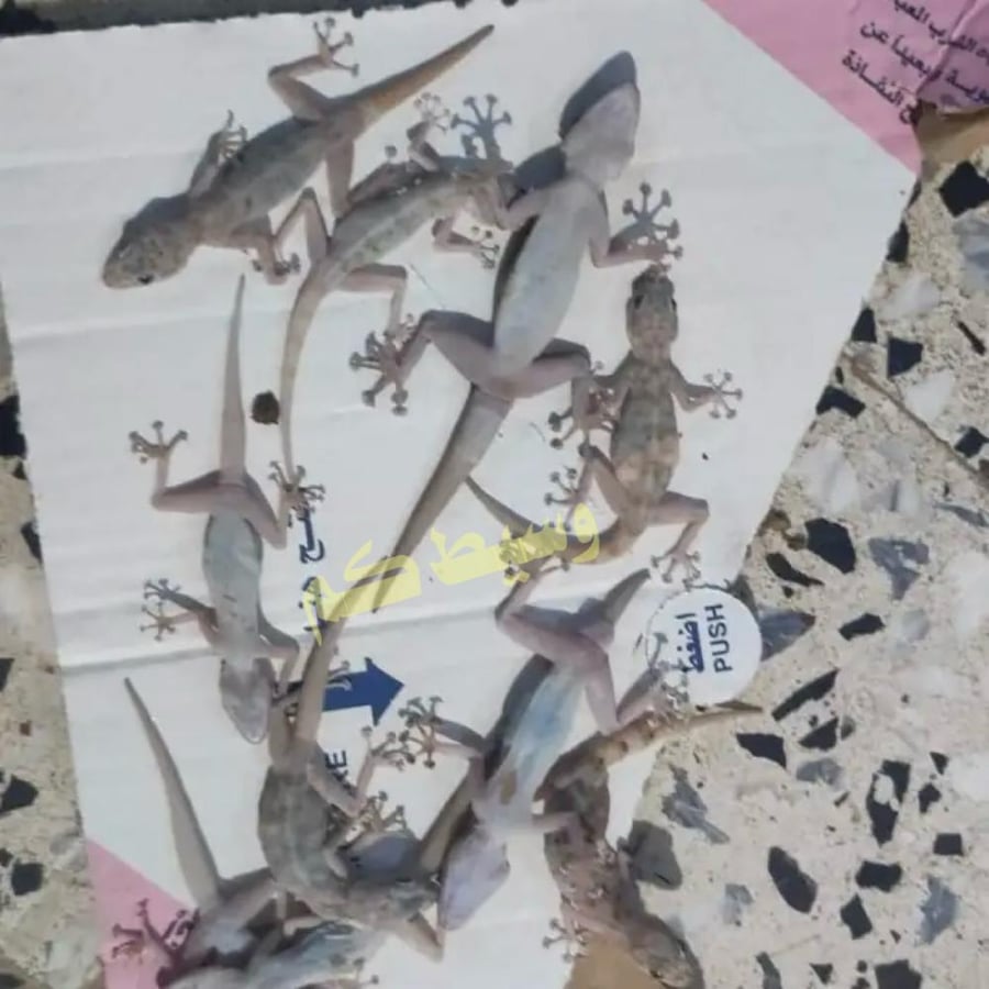 قاتل الوزغ والزواحف / سم الوزغ / طعم الوزغ