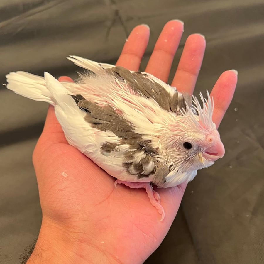 Blue rose chick