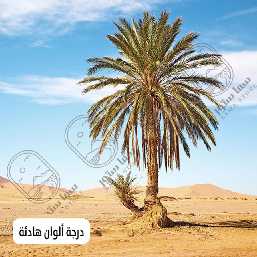 لوحة فنية نخلة في وسط الصحراء