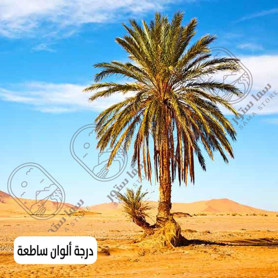 لوحة فنية نخلة في وسط الصحراء
