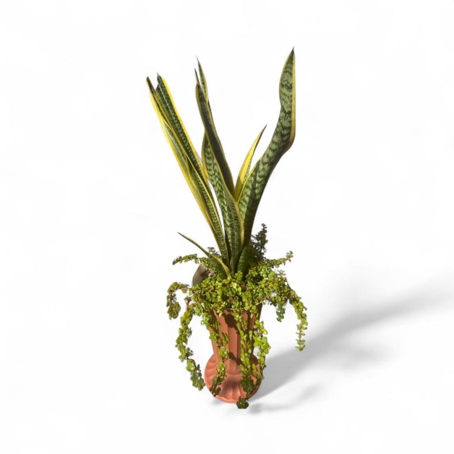 Snake plant Sansevieria trifasciata