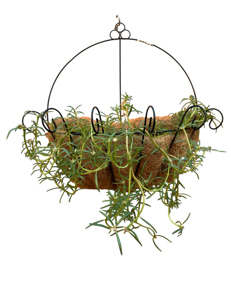 رجلة الزهور Portulaca grandiflora