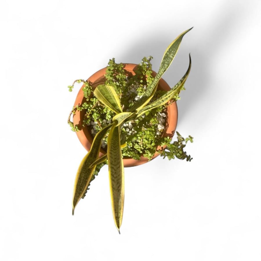 Snake plant Sansevieria trifasciata