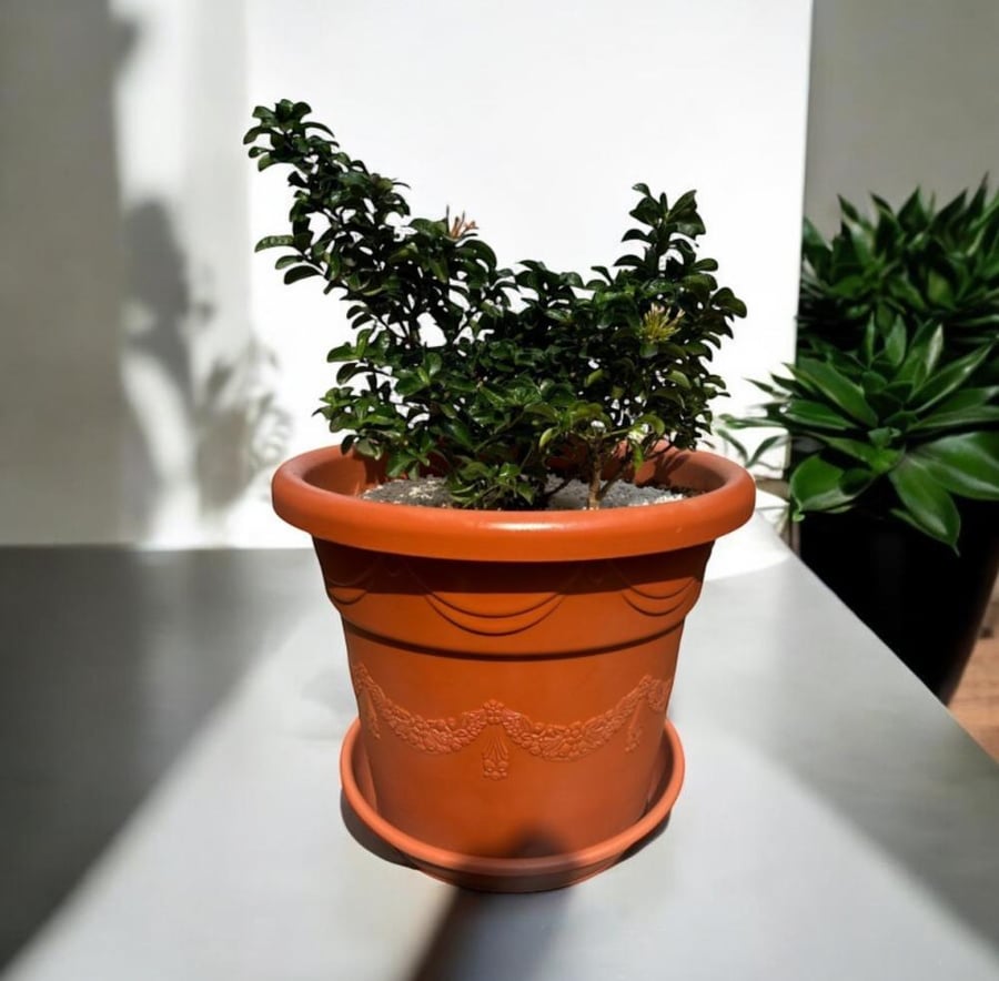 اكزورا نانا lxora coccinea