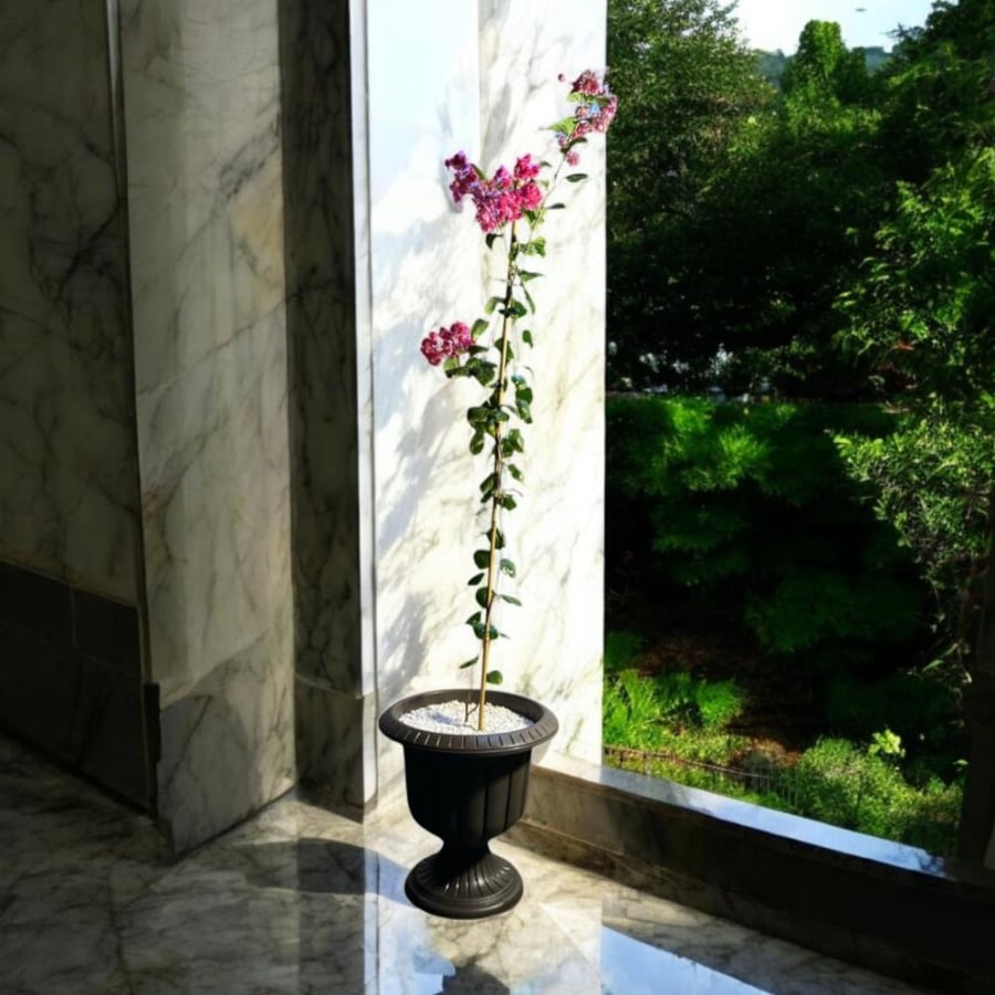 جهنمية جلابرا Bougainvillea glabra