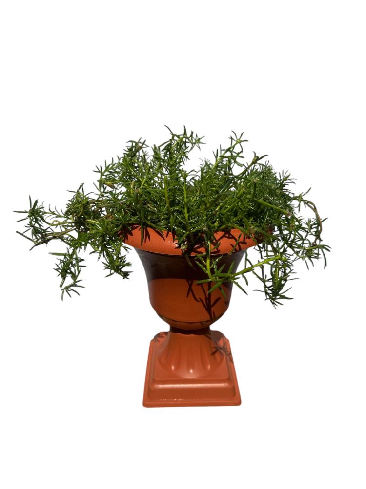 صباح الخير  Portulaca grandiflora
