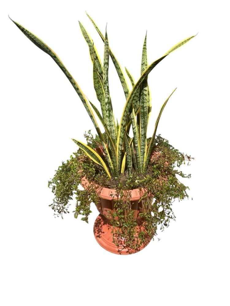 صبار جلد النمر Sansevieria trifasciata