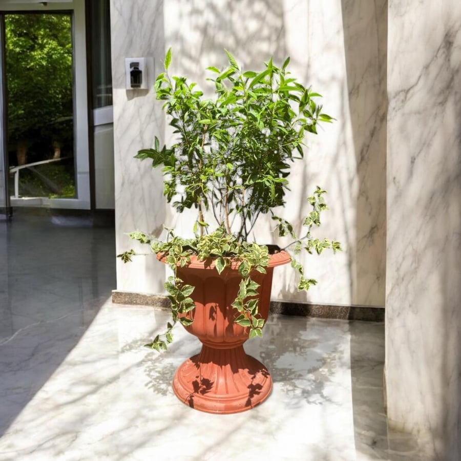 سيستروم ملكة الليل Cestrum Parqui