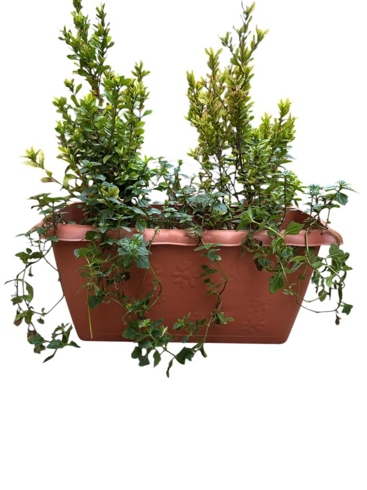 اكزورا نانا lxora coccinea