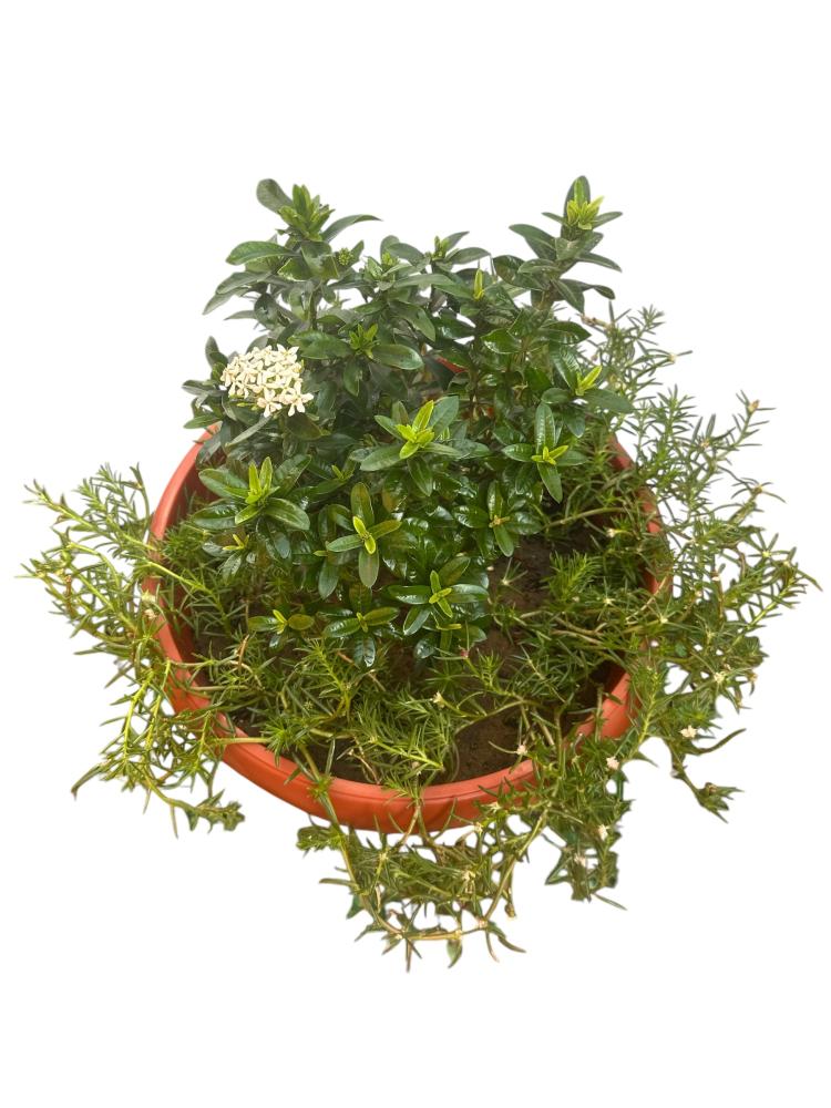 اكزورا نانا lxora coccinea