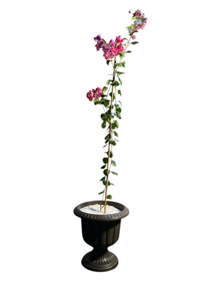 جهنمية جلابرا Bougainvillea glabra