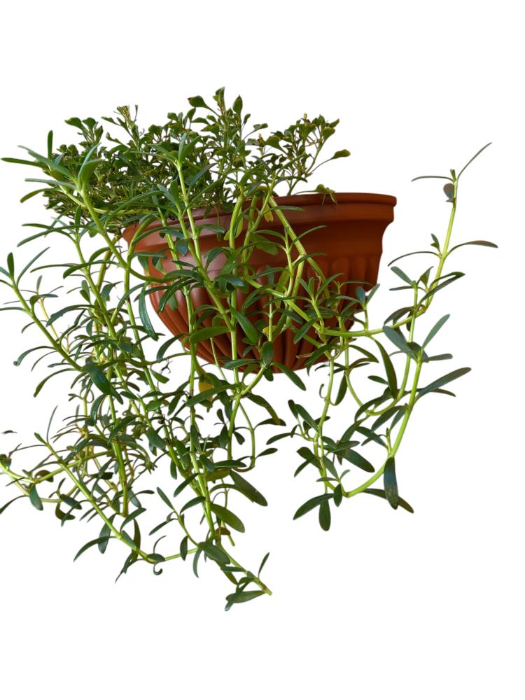 رجلة الزهور Sesuvium portulacastrum