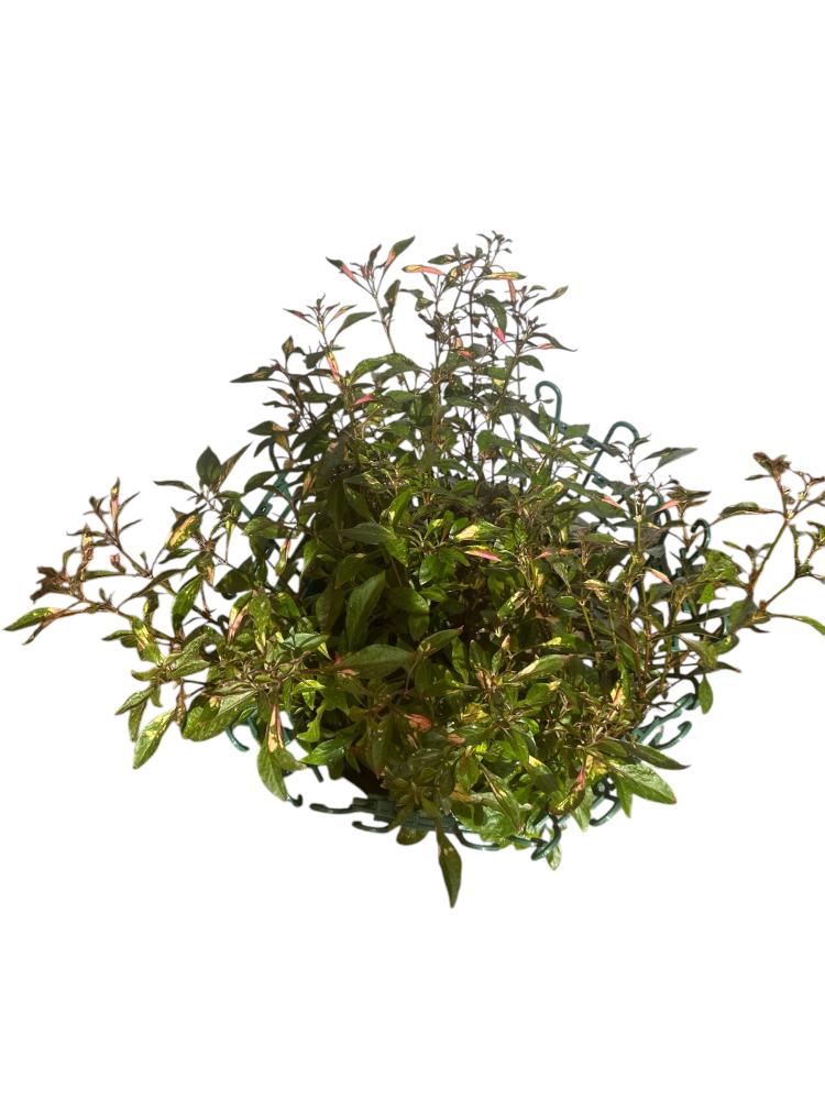 نمول شاهي احمر Alternanthera ficoidea