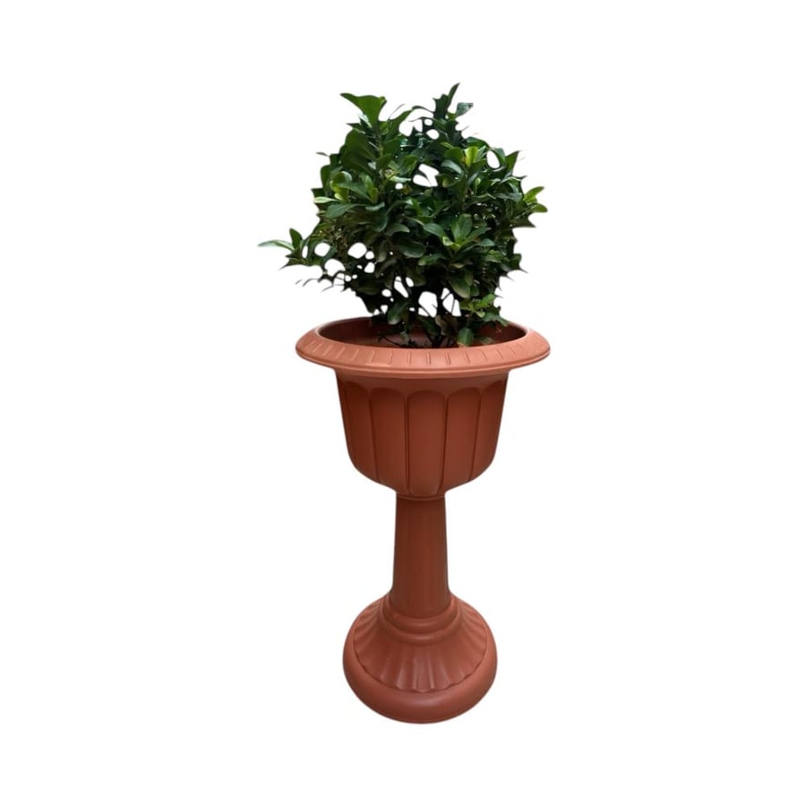 اكزورا نانا lxora coccinea