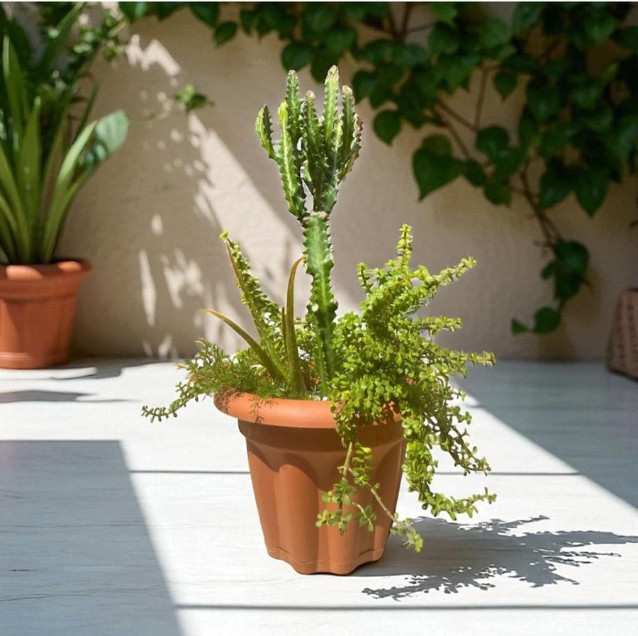 ايفوربيا الشمعدان Euphorbia trigona