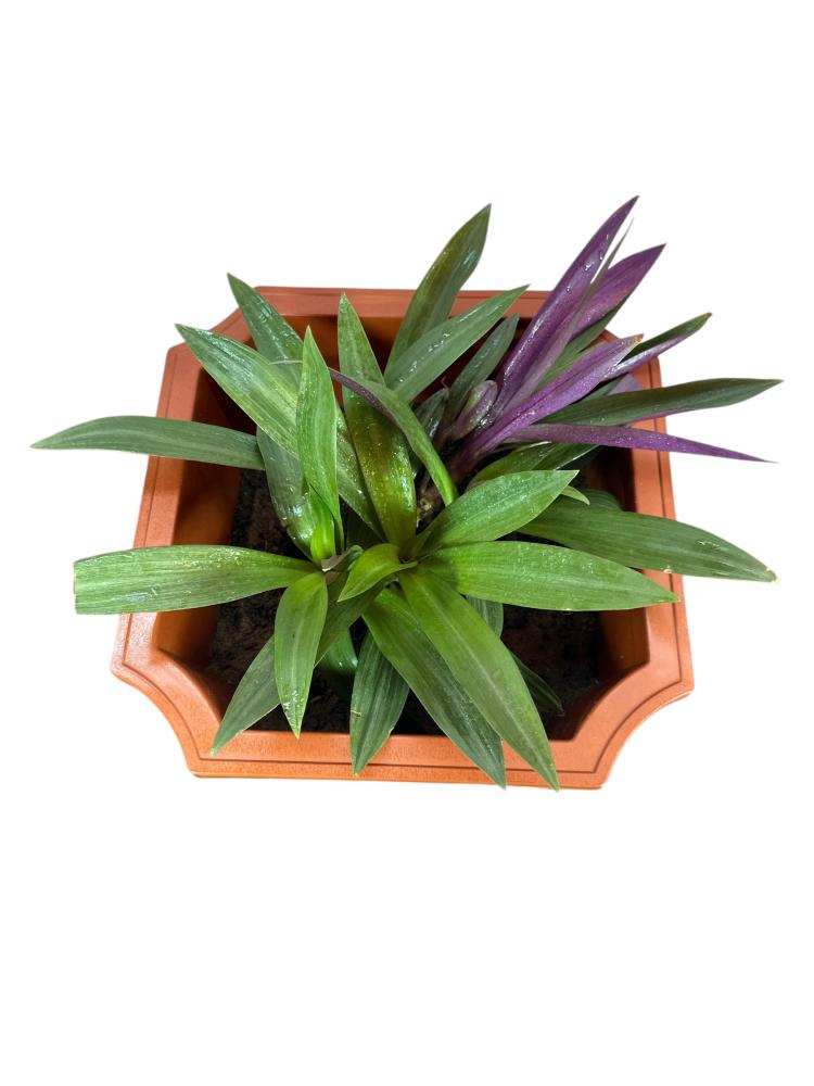 Tradescantia spathacea