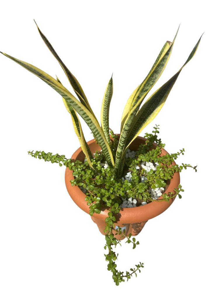 Snake plant Sansevieria trifasciata