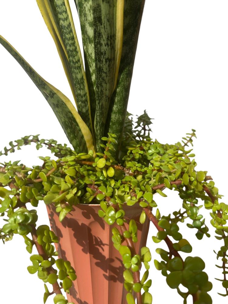 Snake plant Sansevieria trifasciata