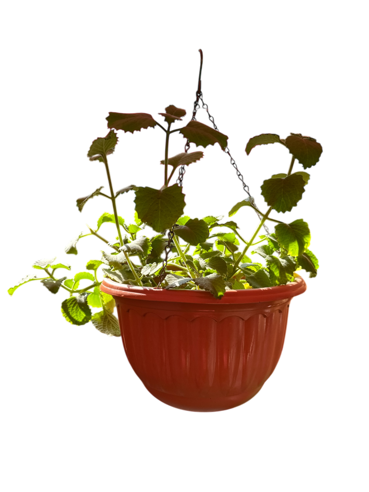 زهرة الغمد العطرة Coleus amboinicus