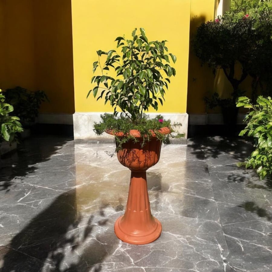 فيكس بنجامينا مبرقش Ficus benjamina