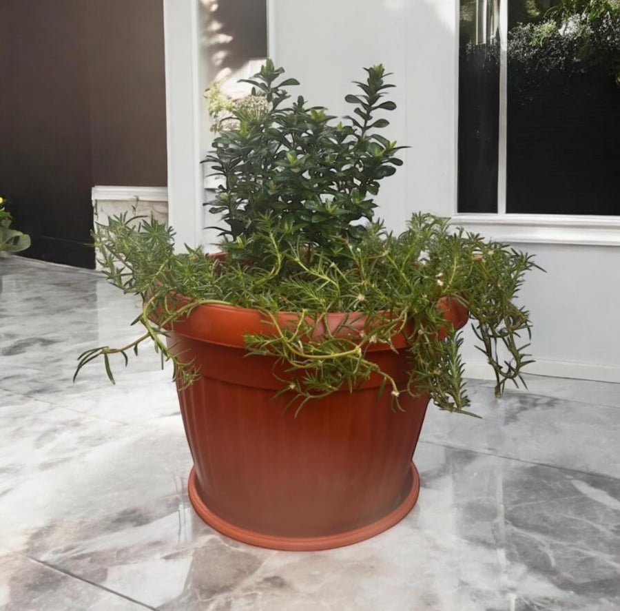 اكزورا نانا lxora coccinea