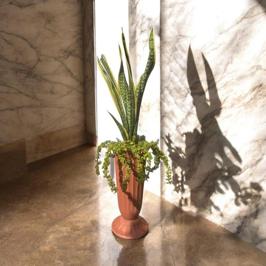 Snake plant Sansevieria trifasciata