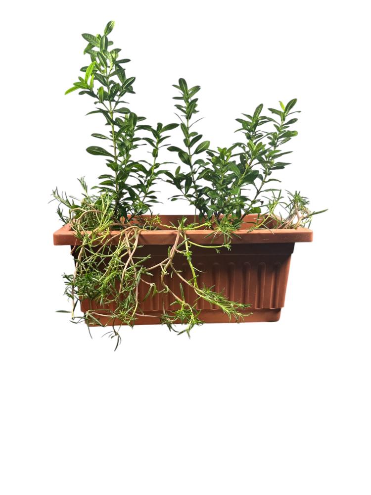 اكزورا نانا lxora coccinea