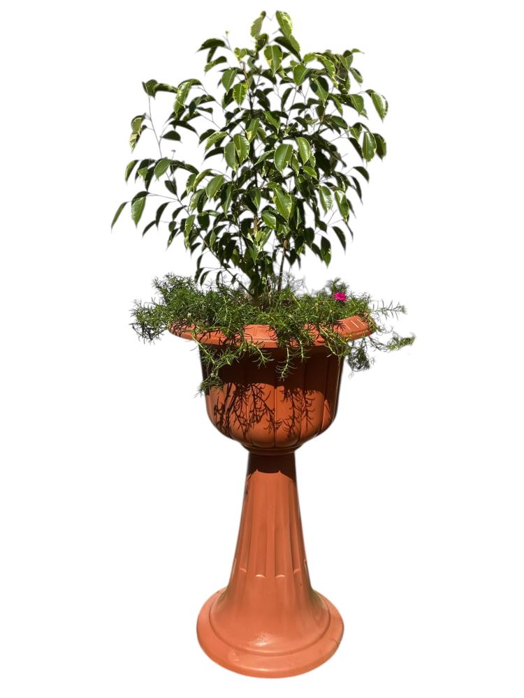 فيكس بنجامينا مبرقش Ficus benjamina