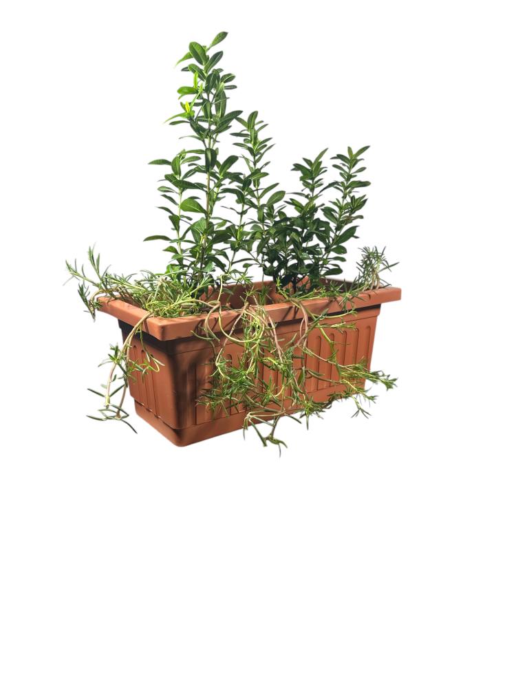 اكزورا نانا lxora coccinea