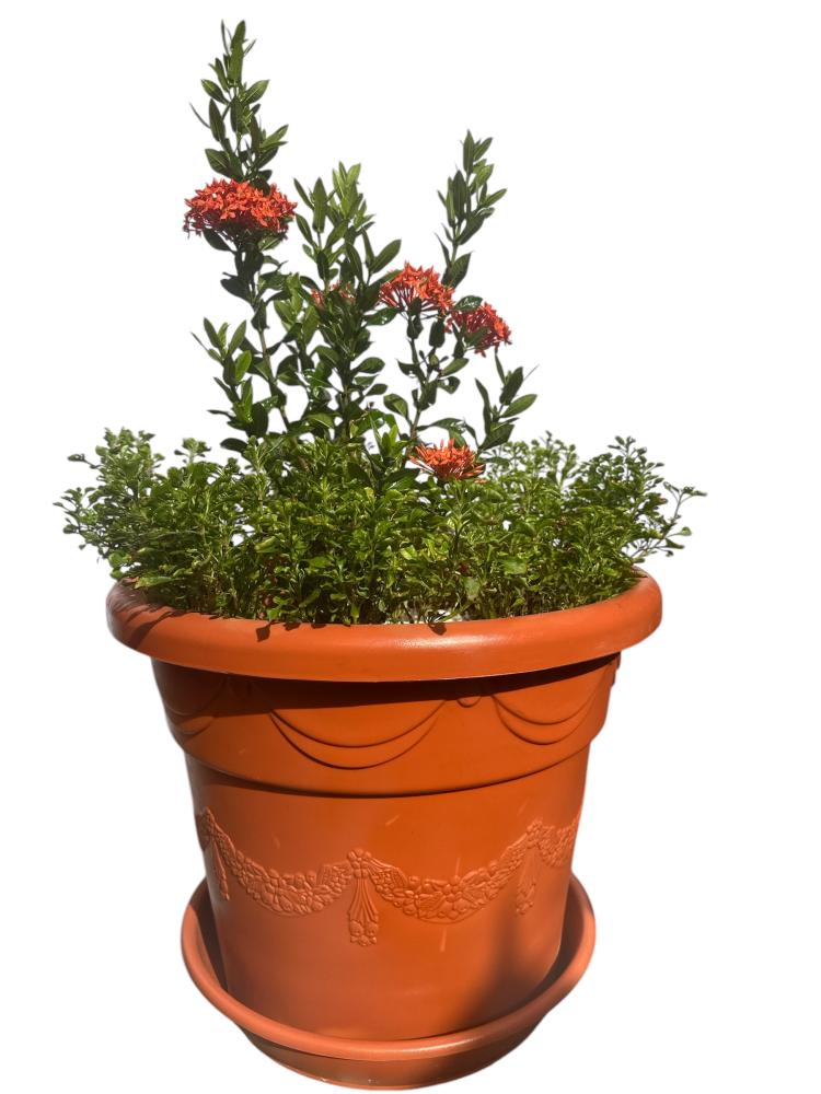 اكزورا نانا lxora coccinea