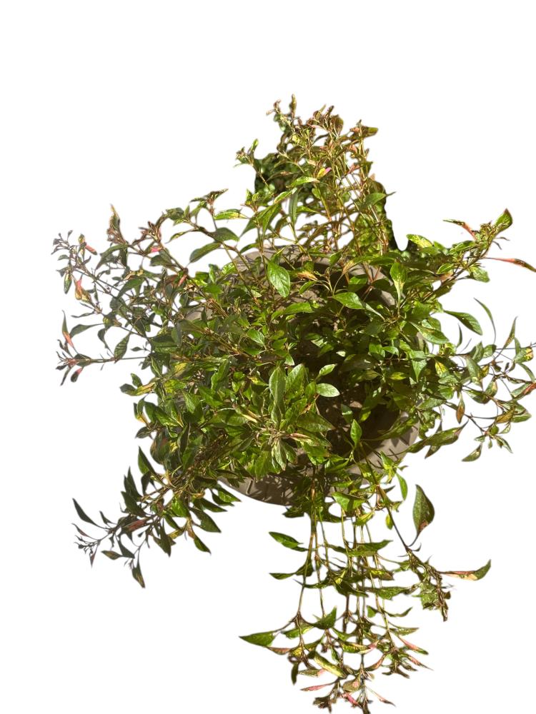 نمول شاهي احمر Alternanthera ficoidea
