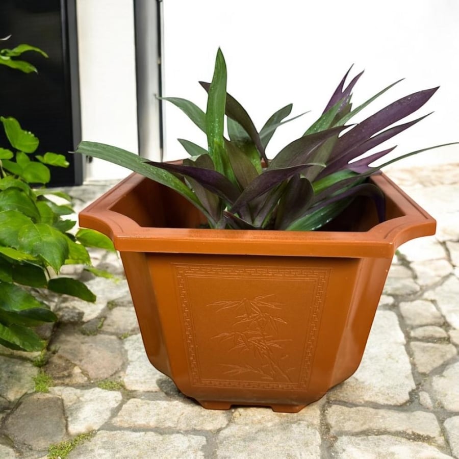Tradescantia spathacea