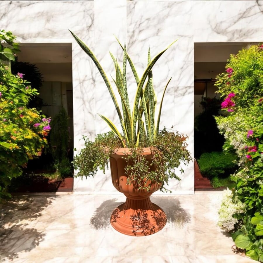 صبار جلد النمر Sansevieria trifasciata