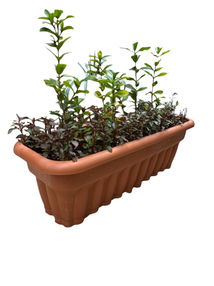 اكزورا نانا lxora coccinea