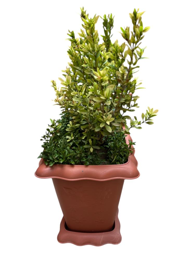 اكزورا نانا lxora coccinea