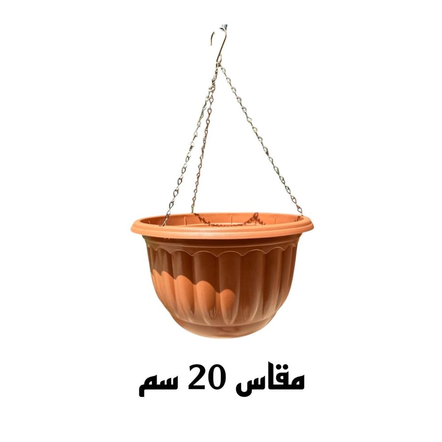 رجلة الزهور Portulaca grandiflora